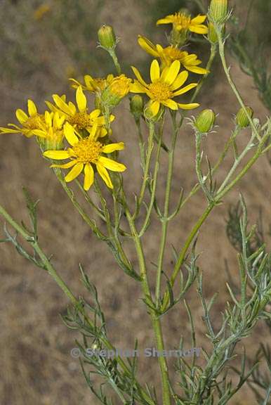 senecio flaccidus var douglassii 3 graphic